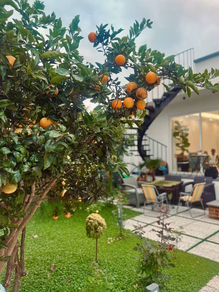 سرای خیال، تصویر 8